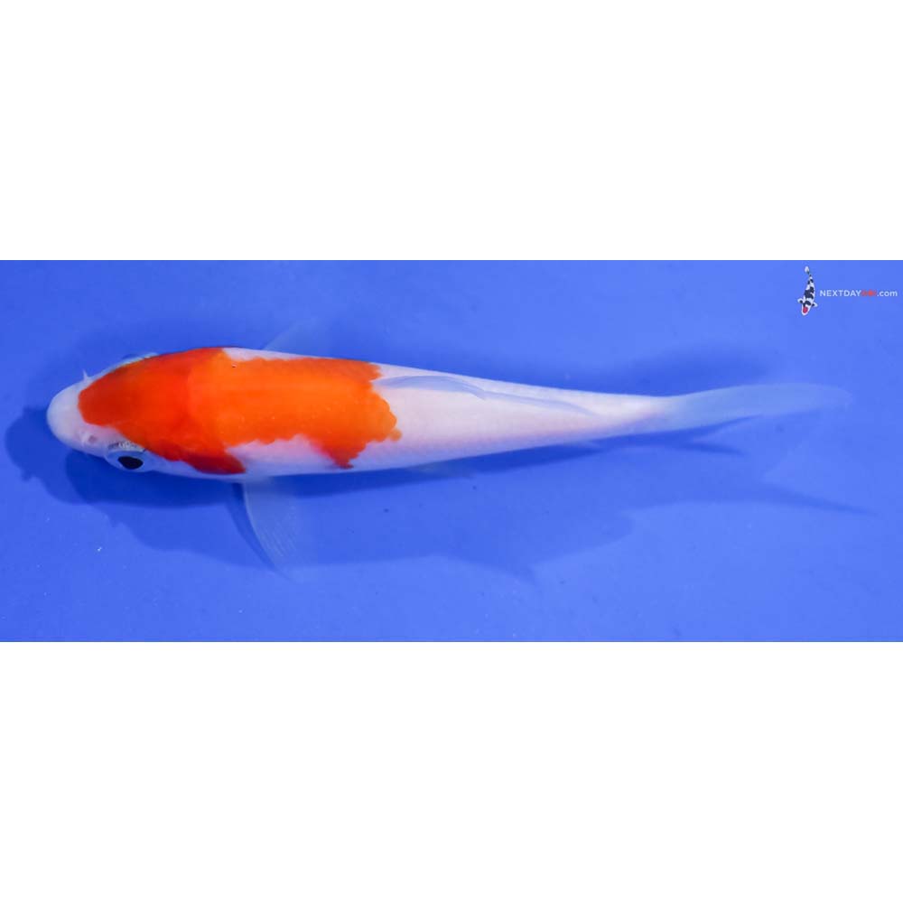 3.5” Imported Kohaku