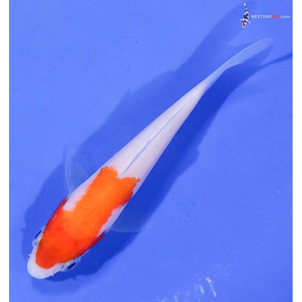 3.5” Imported Kohaku