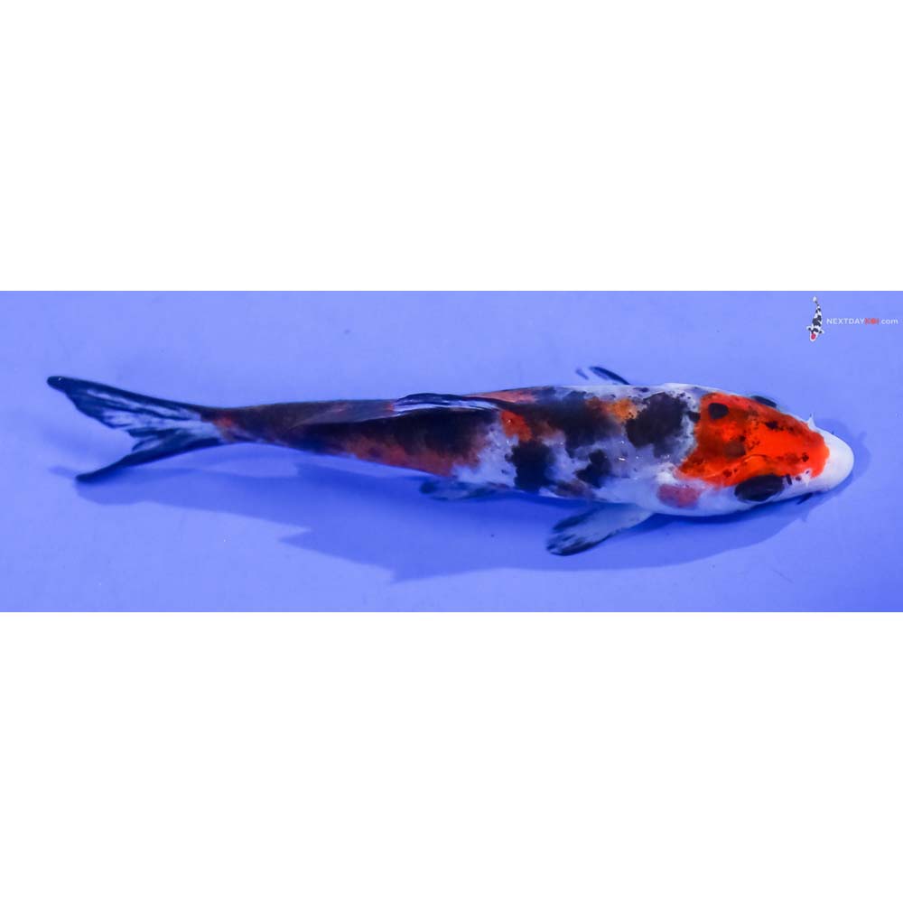 3.5” Imported Sanke