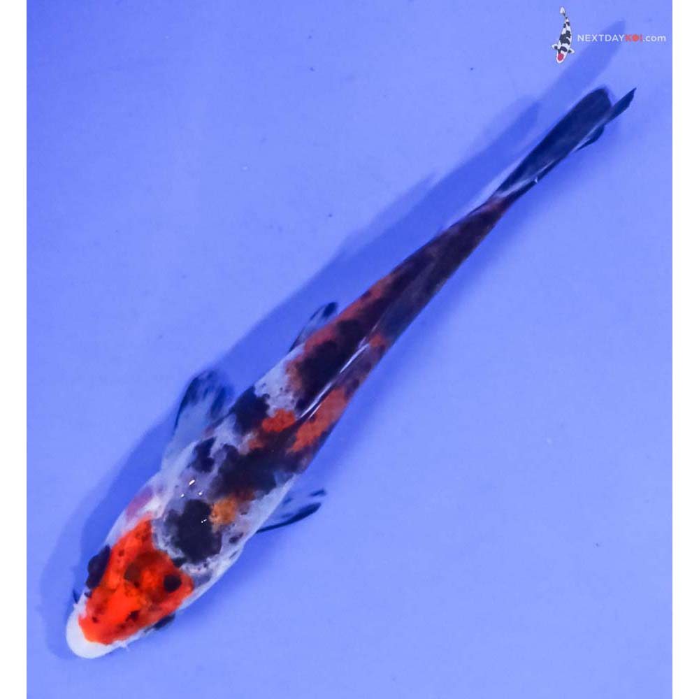 3.5” Imported Sanke