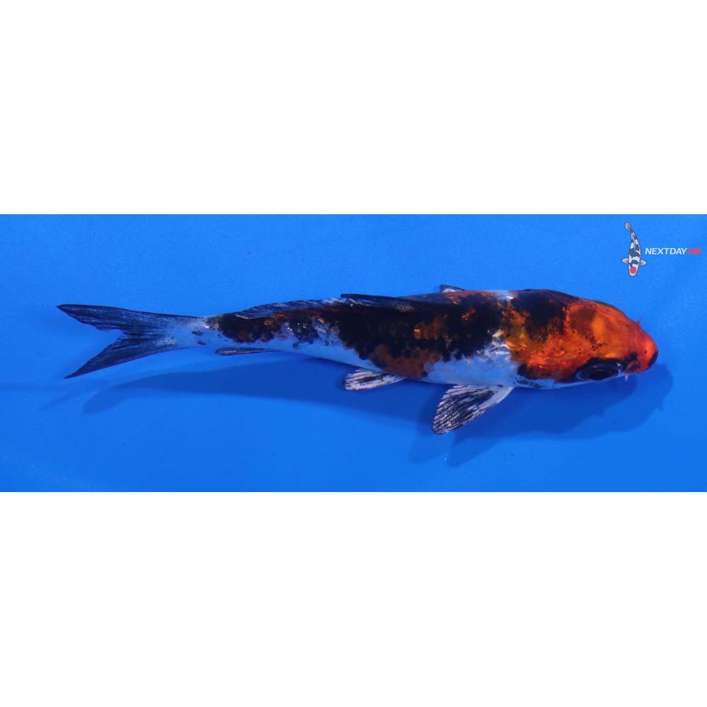 3” Imported Yamato Nishiki