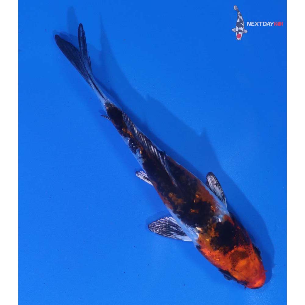 3” Imported Yamato Nishiki