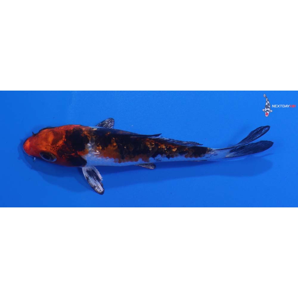 3” Imported Yamato Nishiki