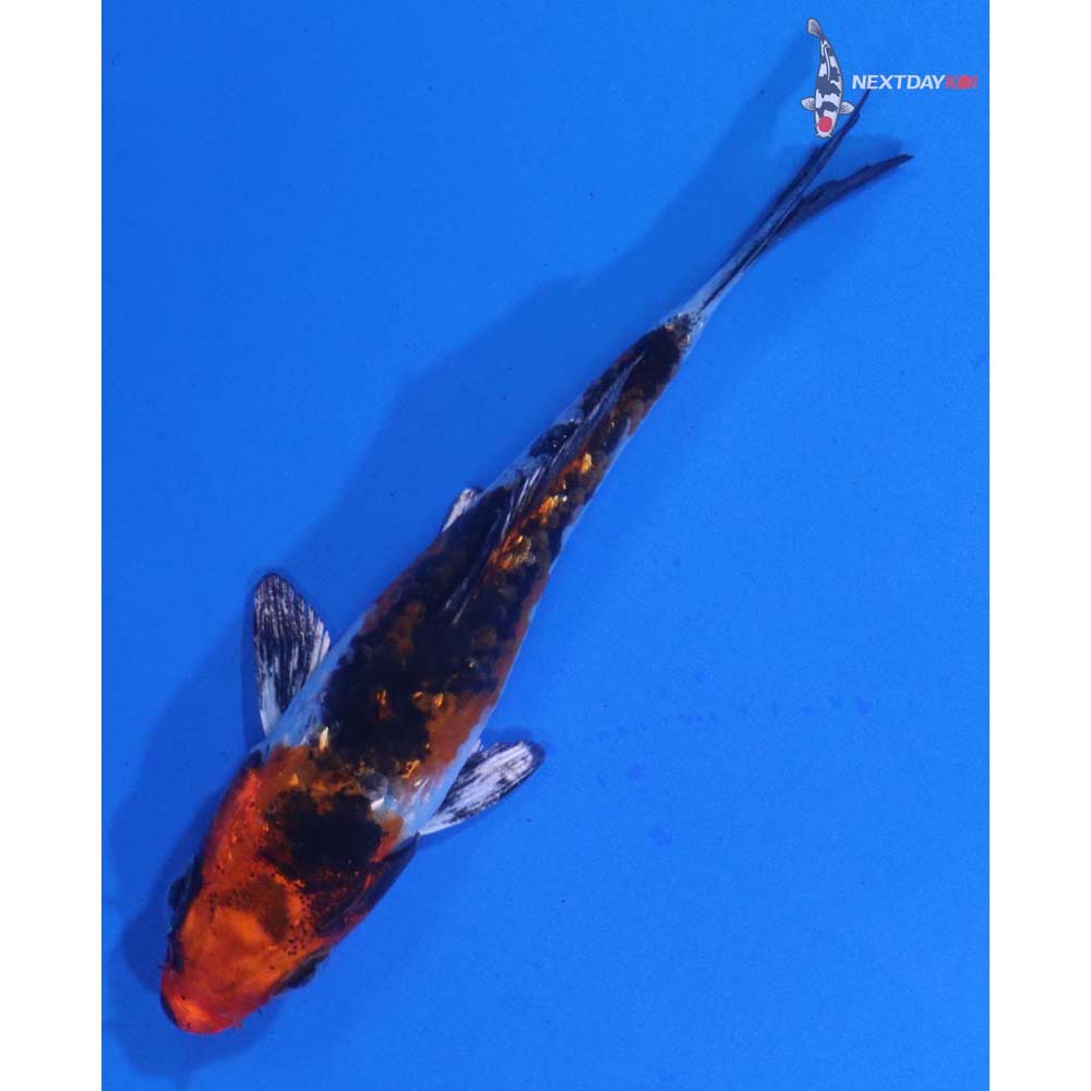 3” Imported Yamato Nishiki