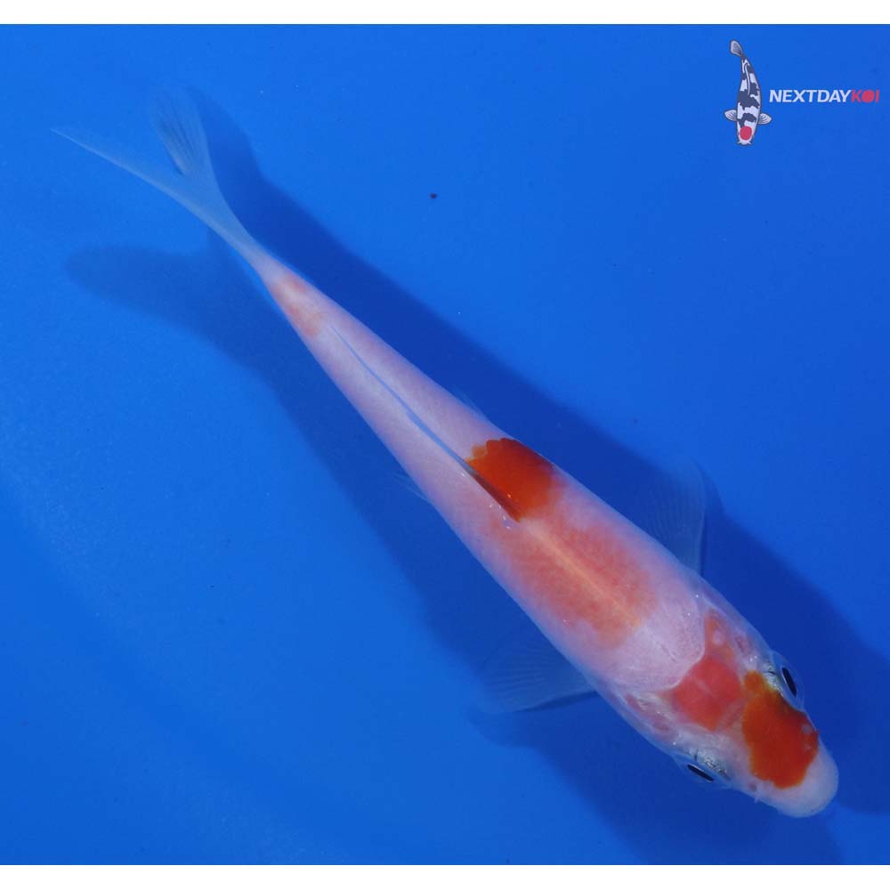 3.5” Imported Kohaku