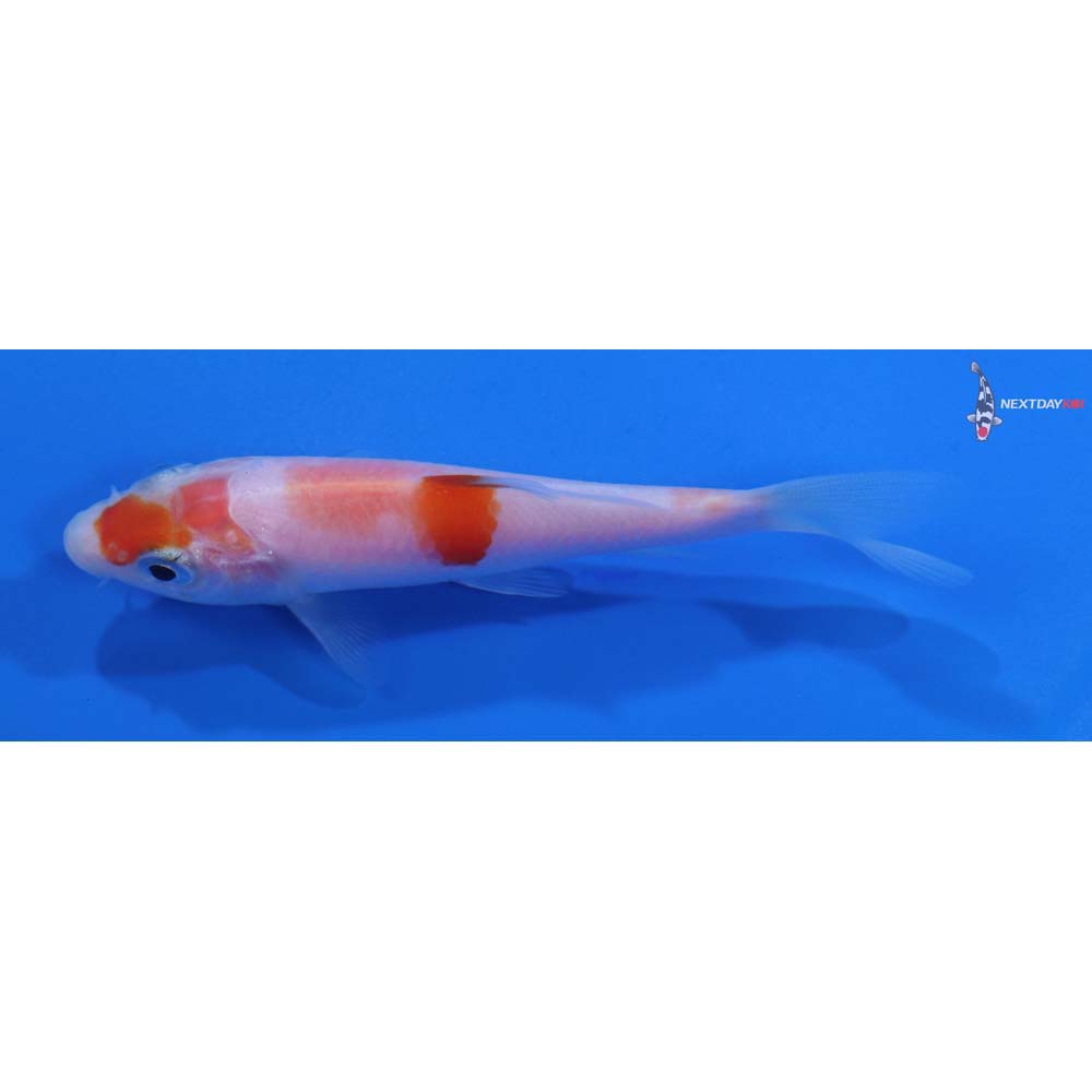 3.5” Imported Kohaku