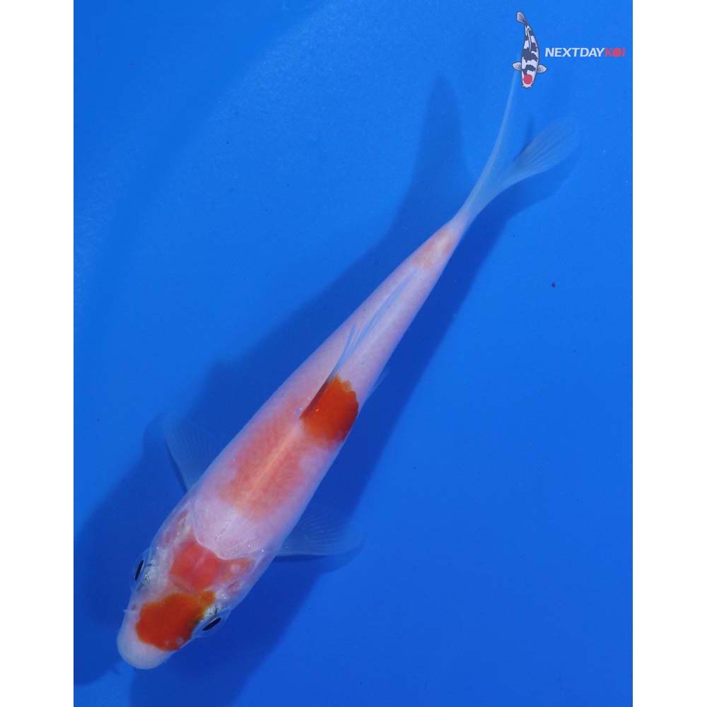 3.5” Imported Kohaku