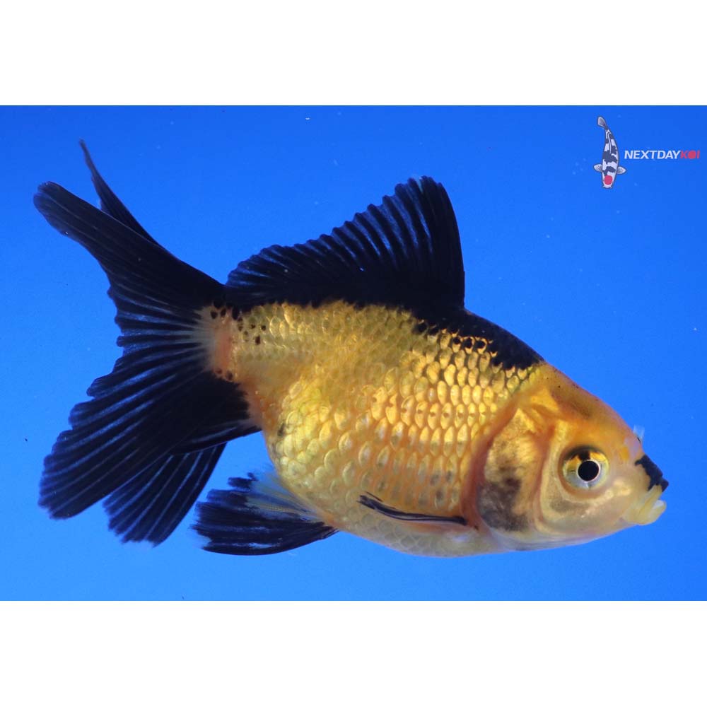 3” Imported Yellow and Black Pearlscale