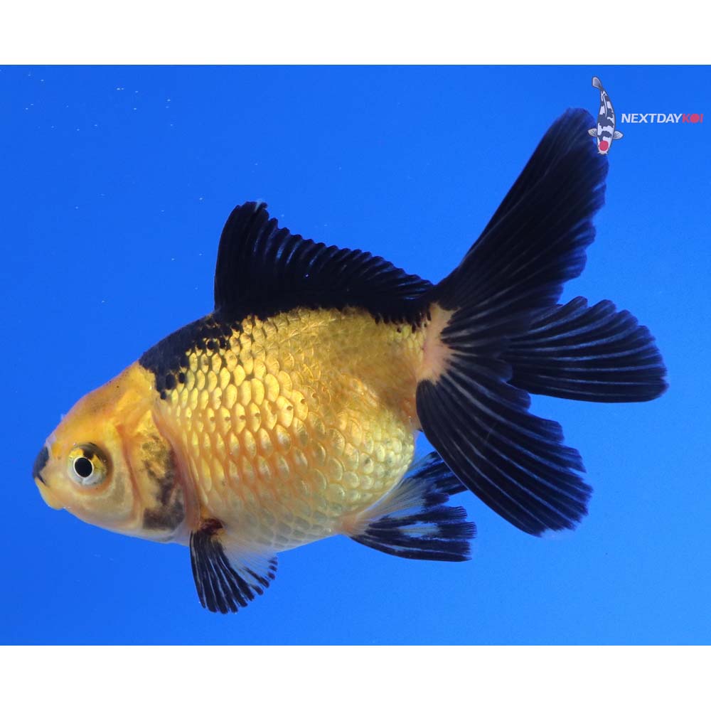 3” Imported Yellow and Black Pearlscale