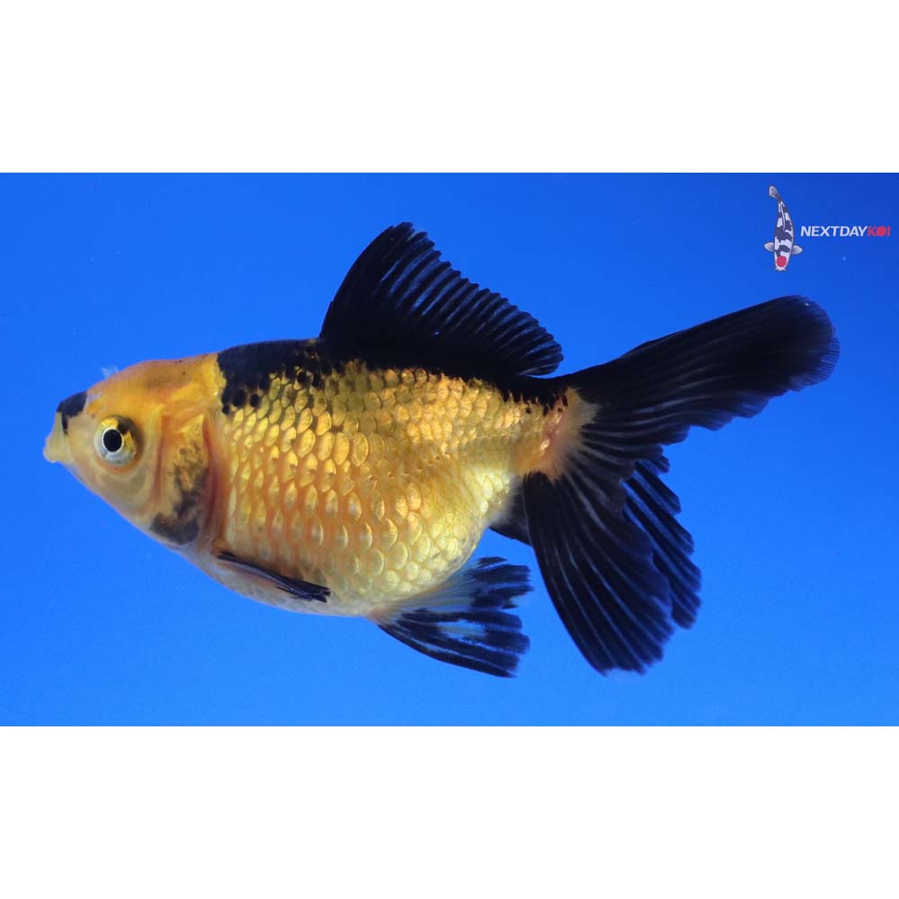 3” Imported Yellow and Black Pearlscale