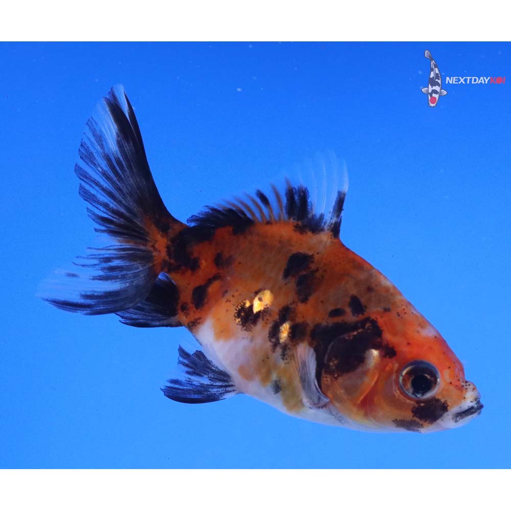 2.5” Imported Calico Fantail