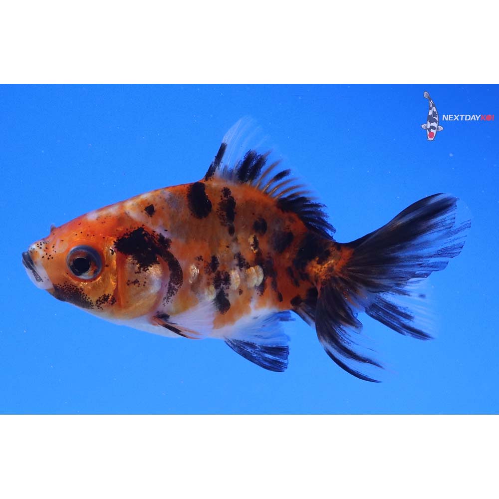 2.5” Imported Calico Fantail