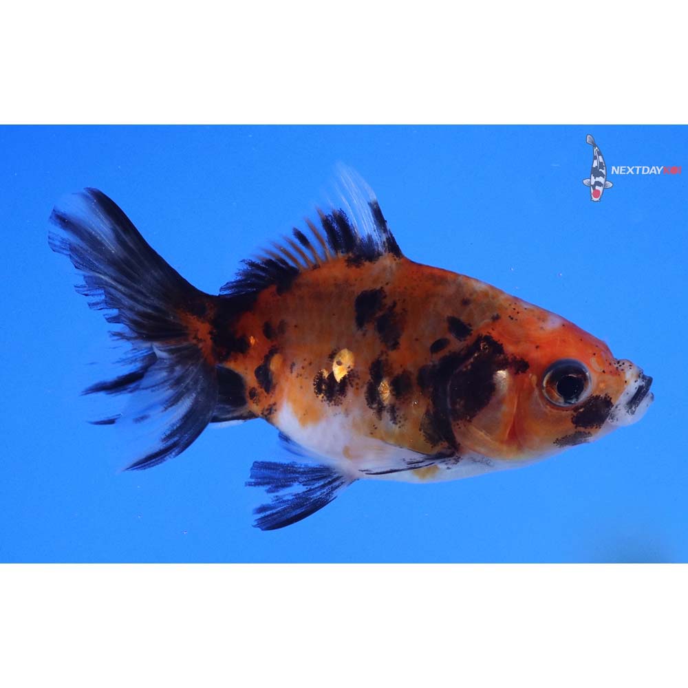 2.5” Imported Calico Fantail