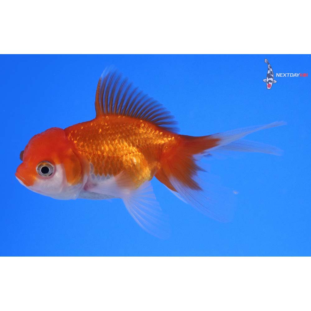 3.5” Imported Red and White Oranda