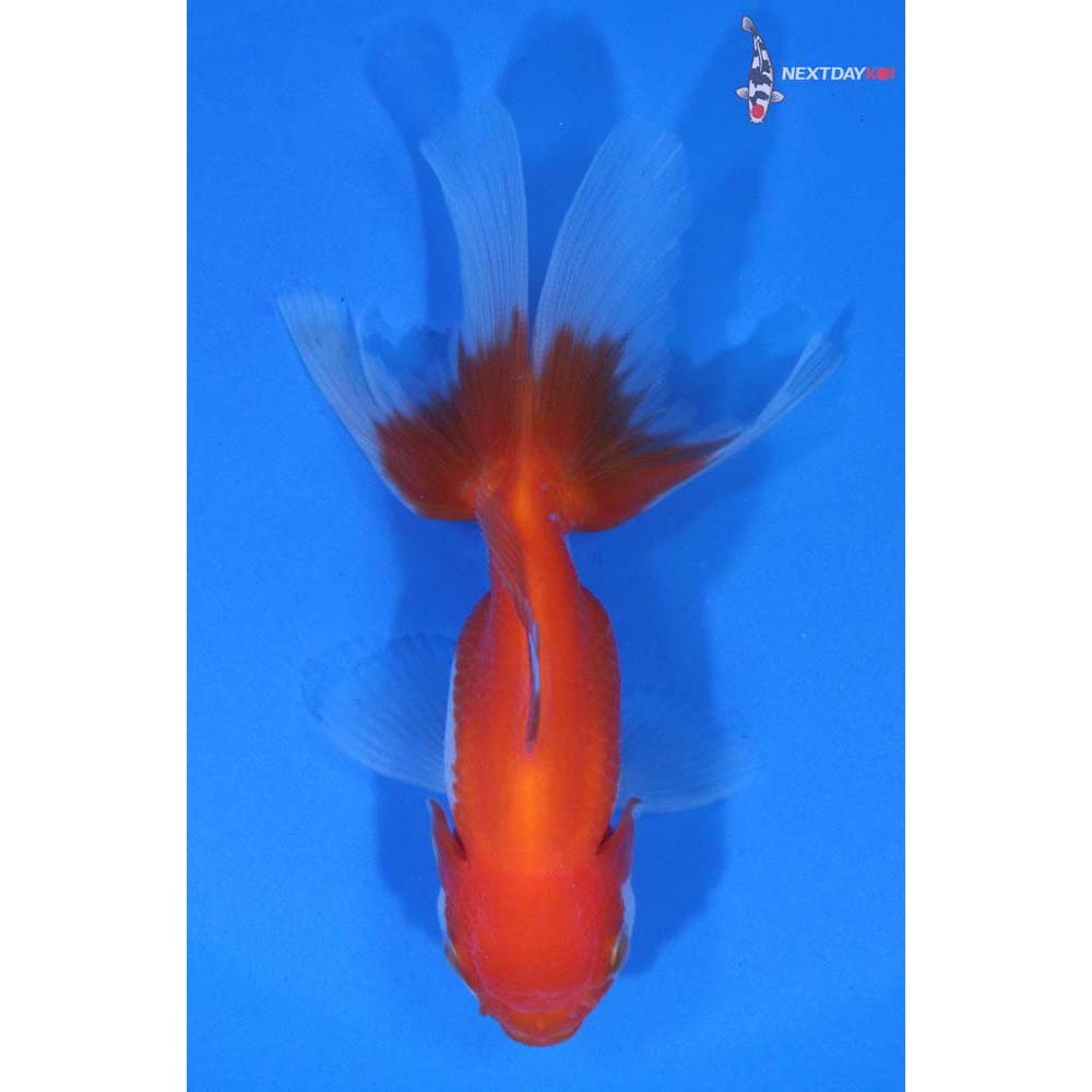 3.5” Imported Red and White Oranda