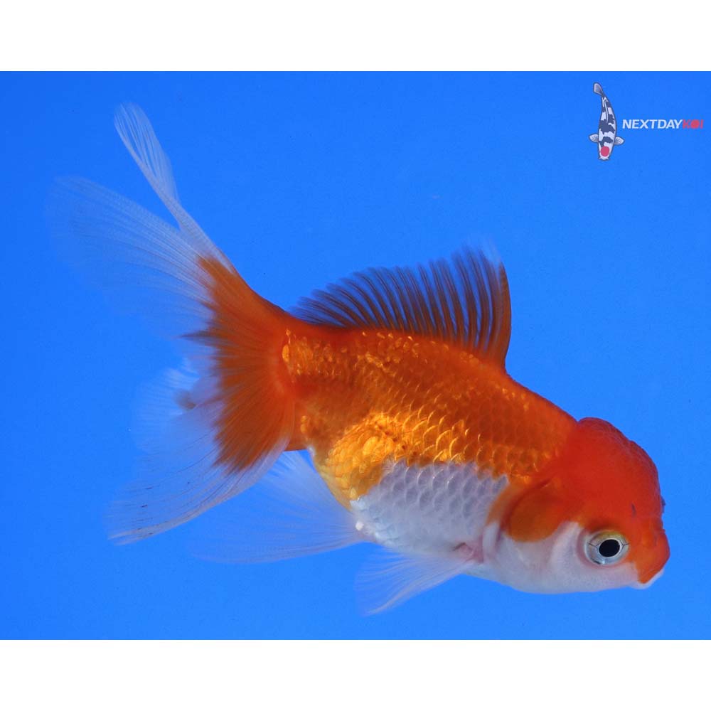 3.5” Imported Red and White Oranda