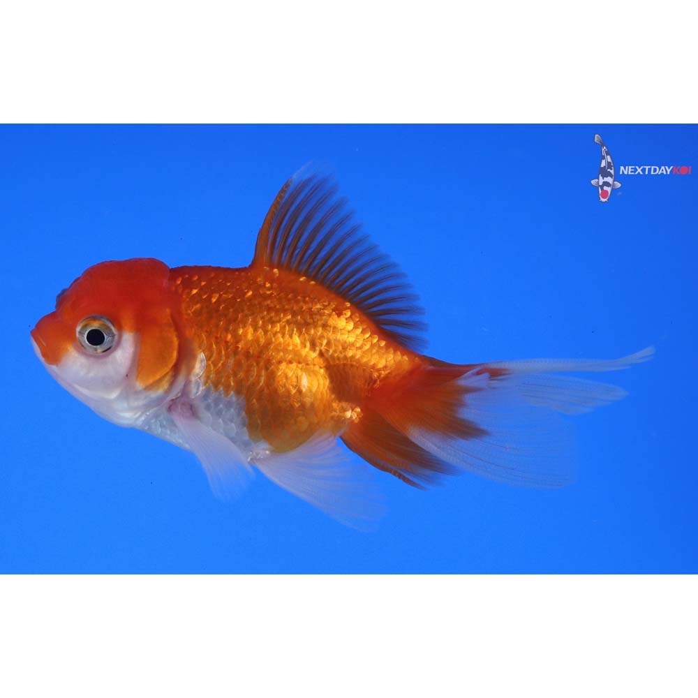 3.5” Imported Red and White Oranda