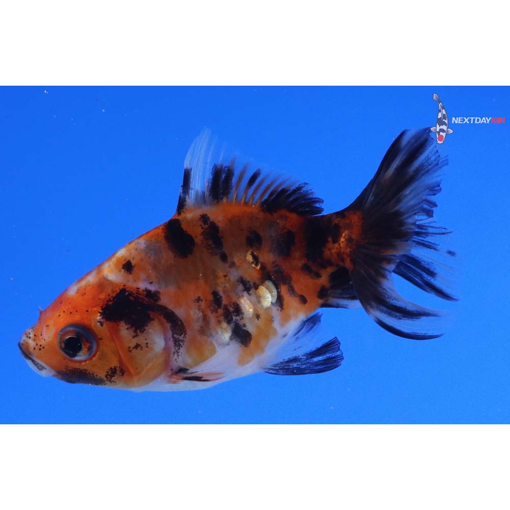 2.5” Imported Calico Fantail