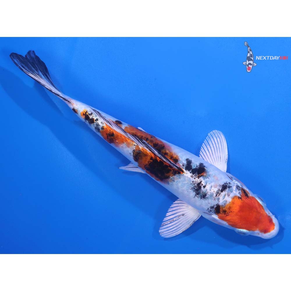 6” Imported Yamato Nishiki