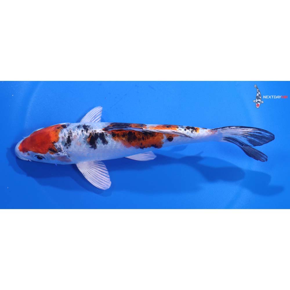 6” Imported Yamato Nishiki