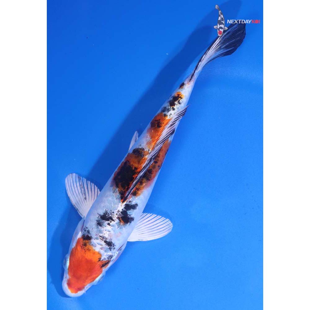 6” Imported Yamato Nishiki