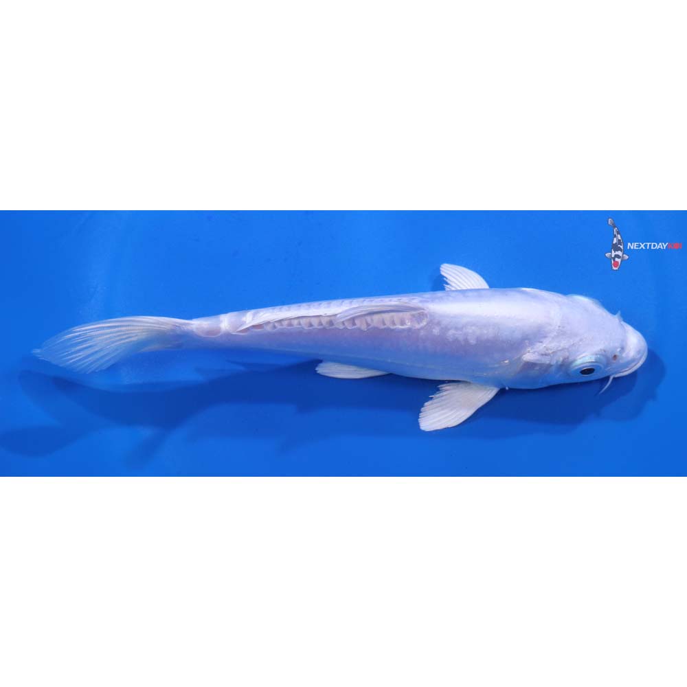 6” Imported Doitsu Platinum Ogon