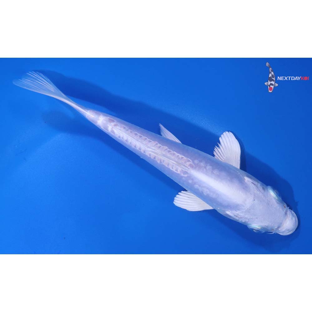 6” Imported Doitsu Platinum Ogon