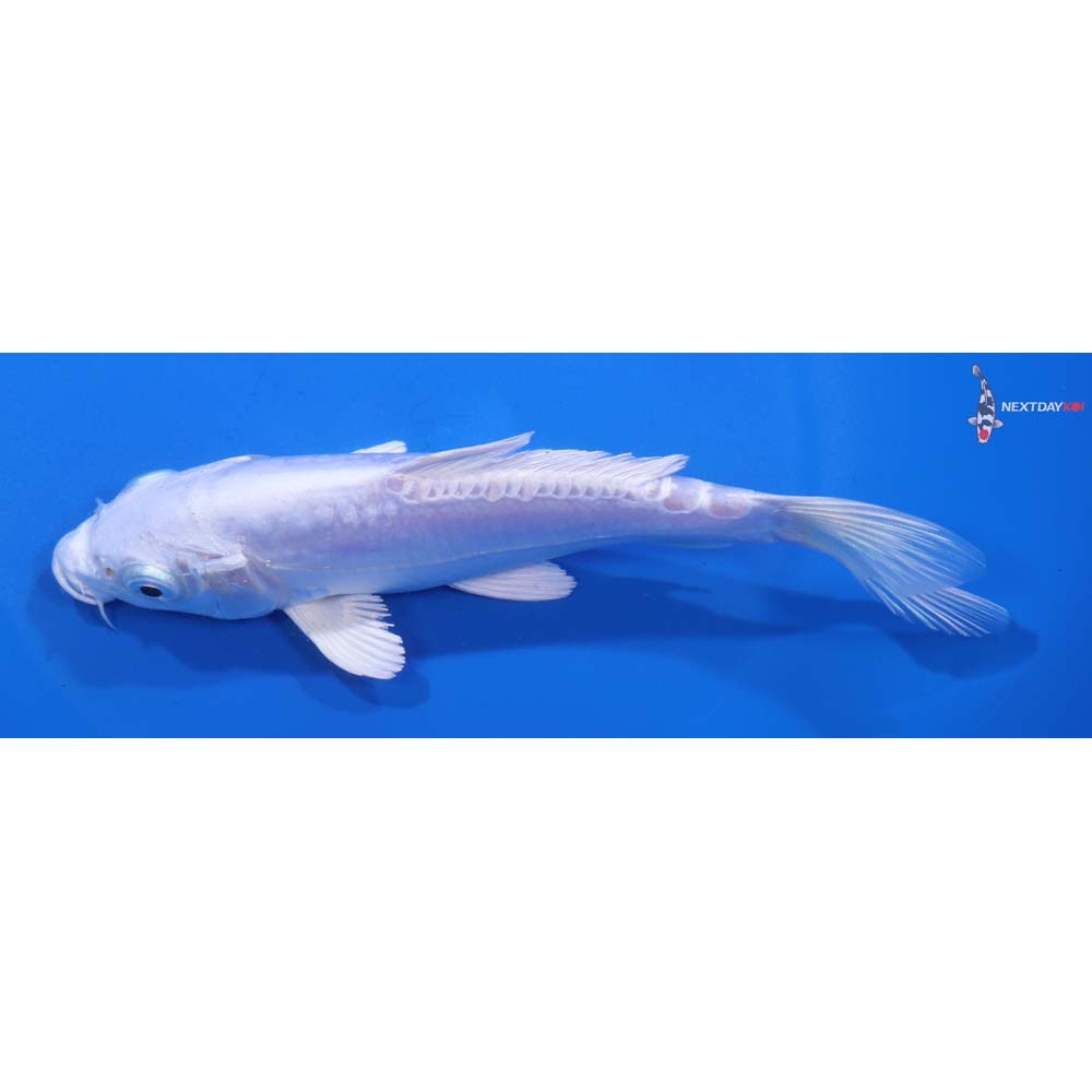 6” Imported Doitsu Platinum Ogon