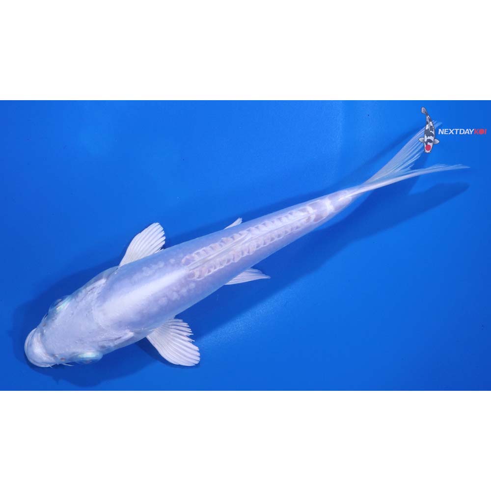 6” Imported Doitsu Platinum Ogon