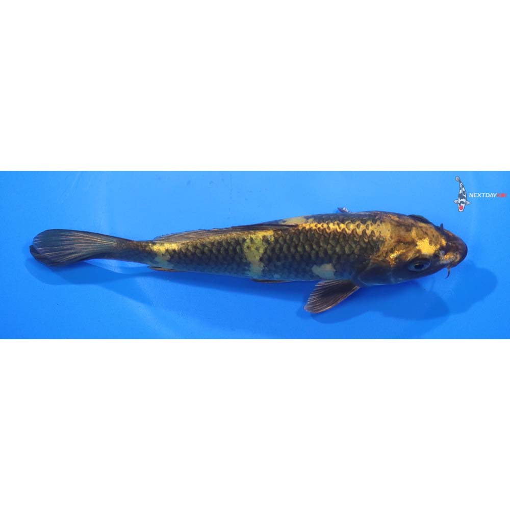 6.5” Imported Kin Ki Utsuri