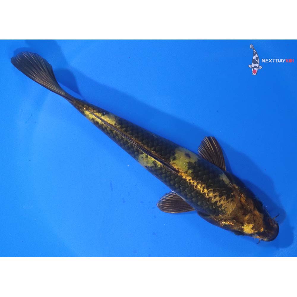6.5” Imported Kin Ki Utsuri