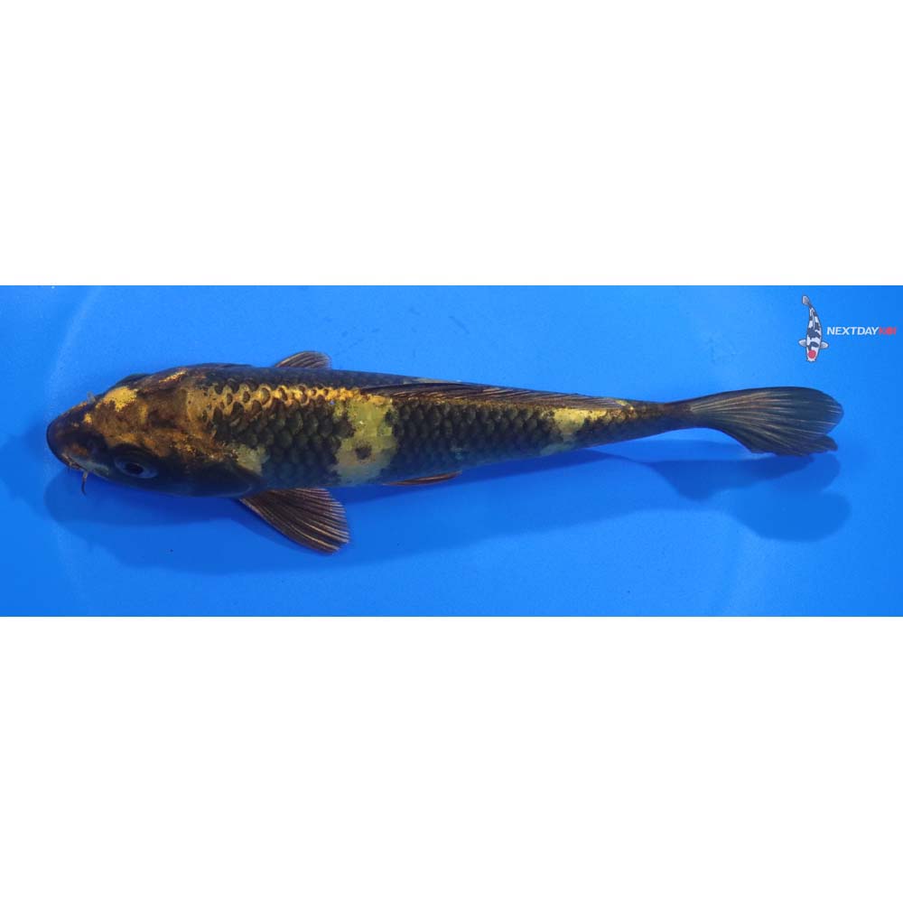 6.5” Imported Kin Ki Utsuri