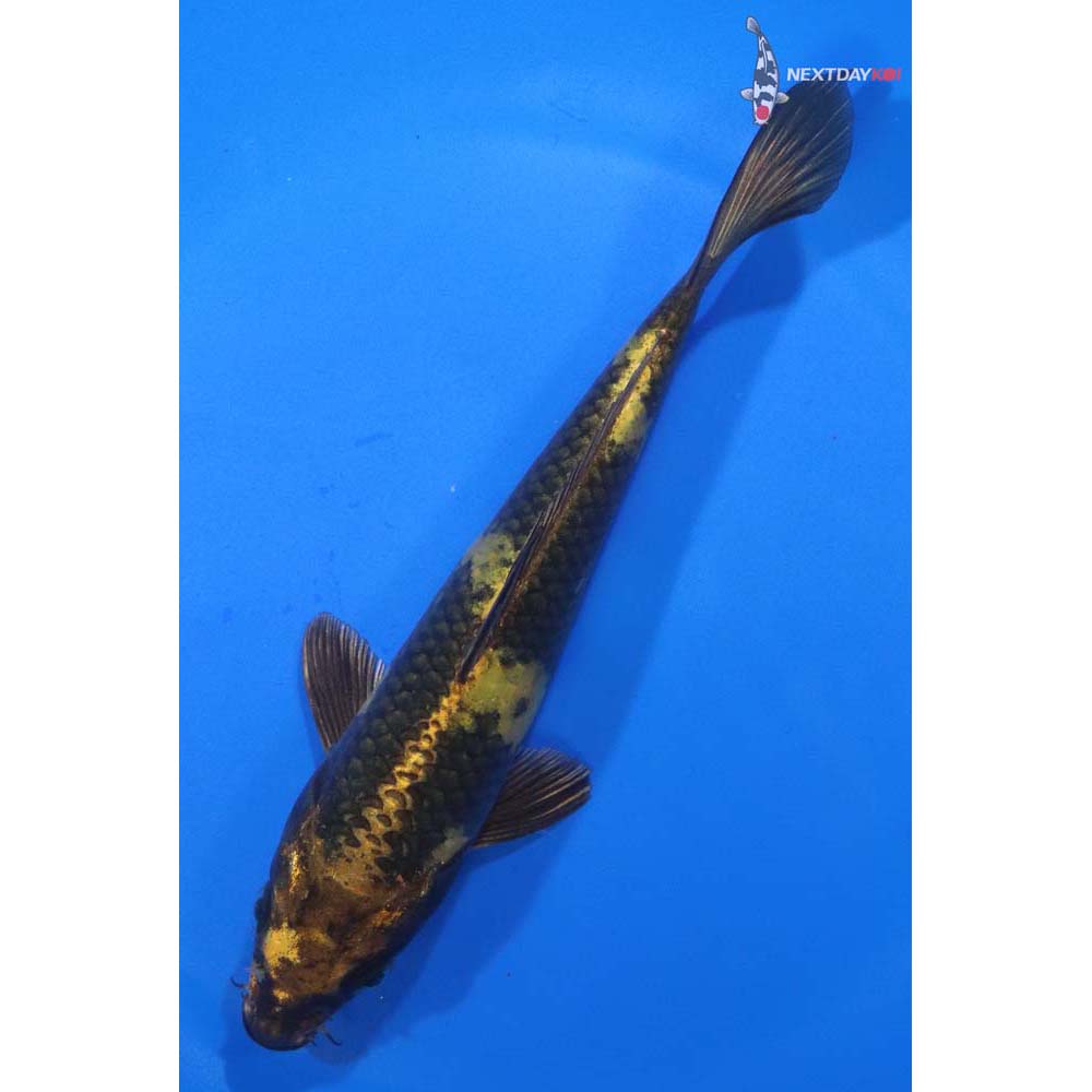 6.5” Imported Kin Ki Utsuri