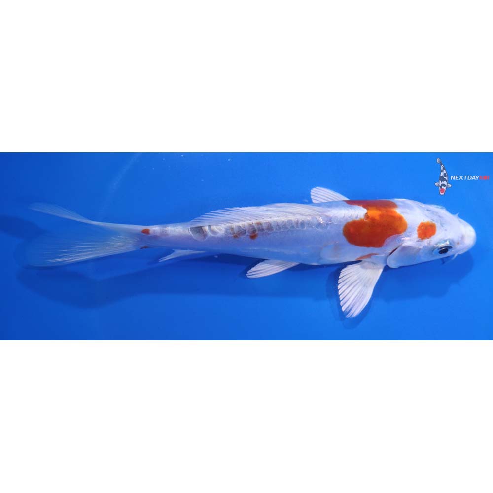 6.5” Imported Kikusui