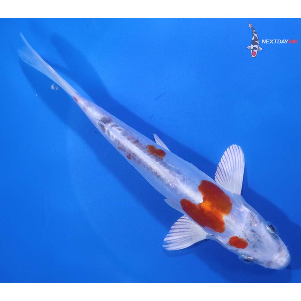 6.5” Imported Kikusui