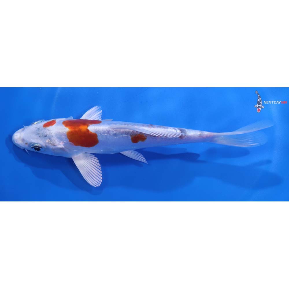 6.5” Imported Kikusui