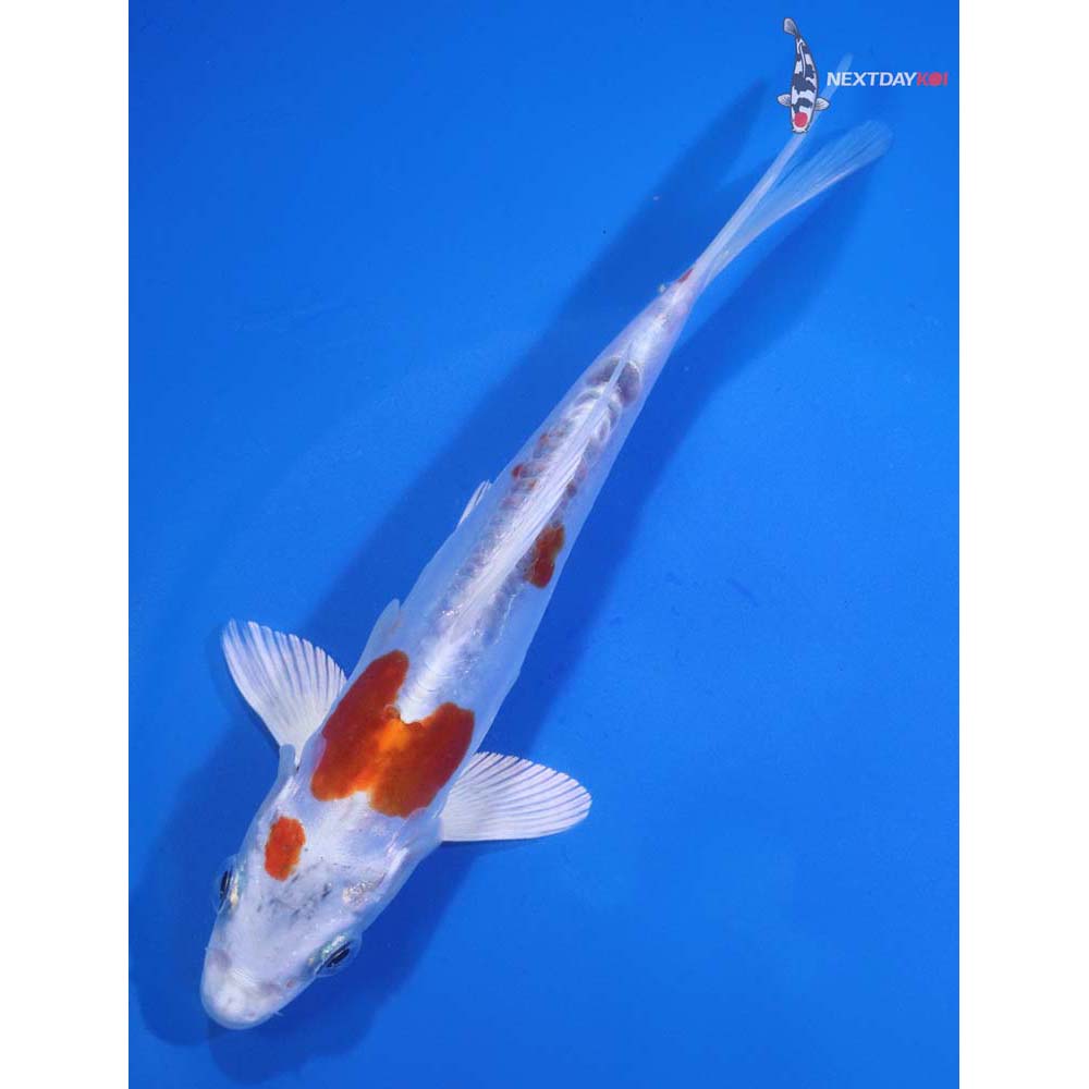 6.5” Imported Kikusui