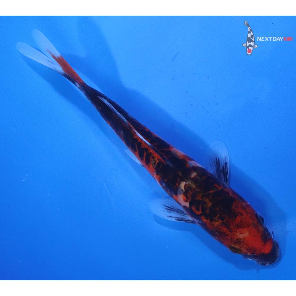 6.5” Imported Doitsu Goshiki