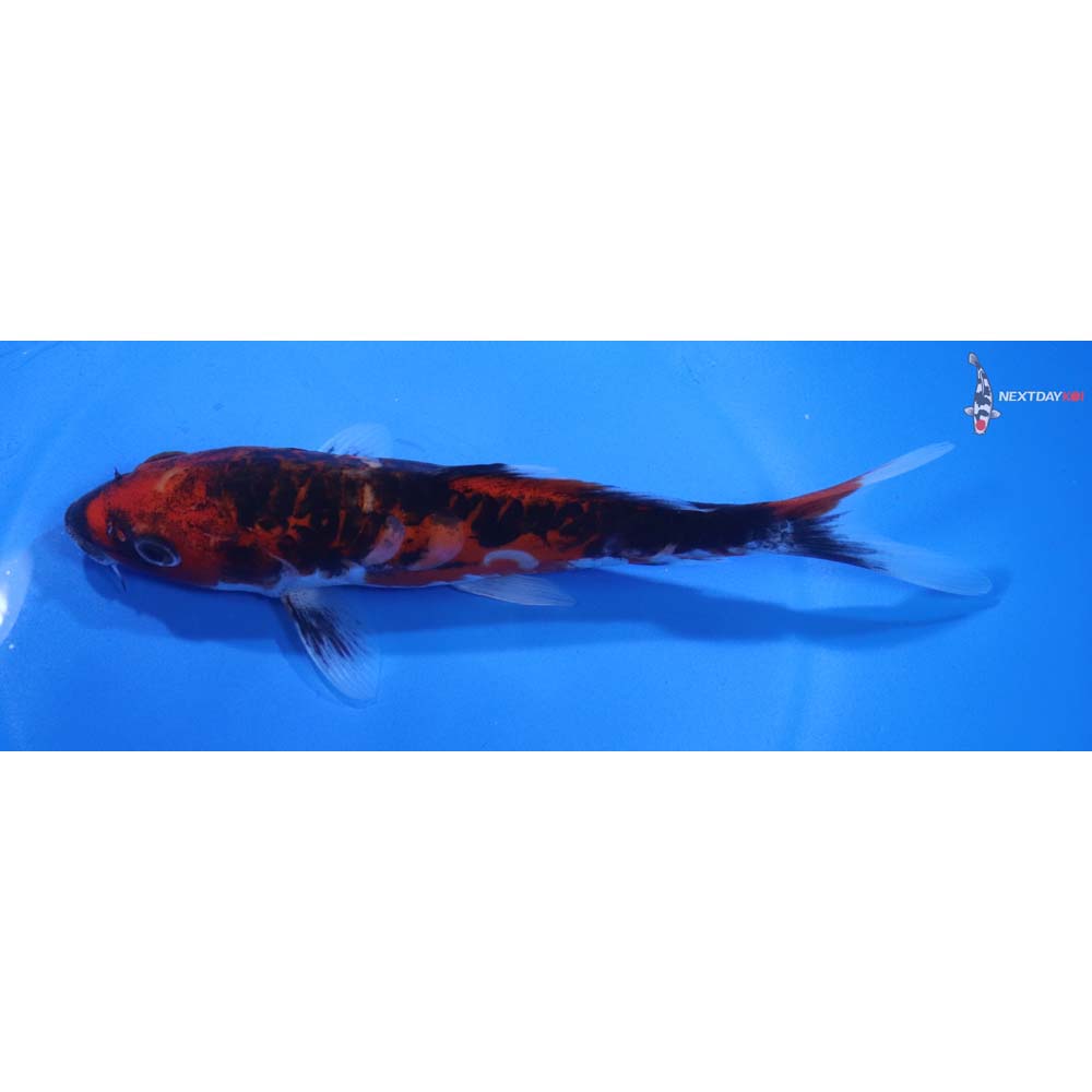 6.5” Imported Doitsu Goshiki