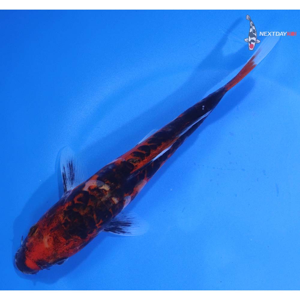 6.5” Imported Doitsu Goshiki