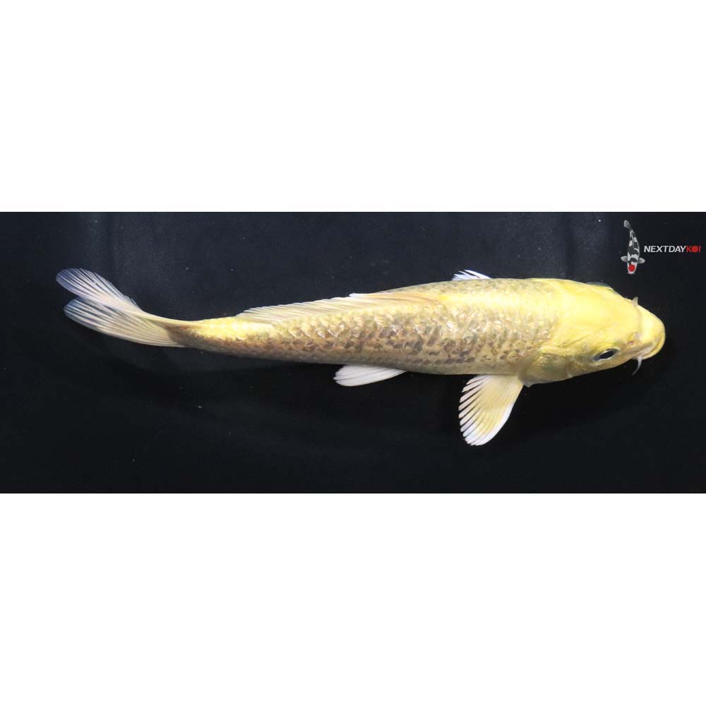 7” Imported Gin Rin Yamabuki Ogon