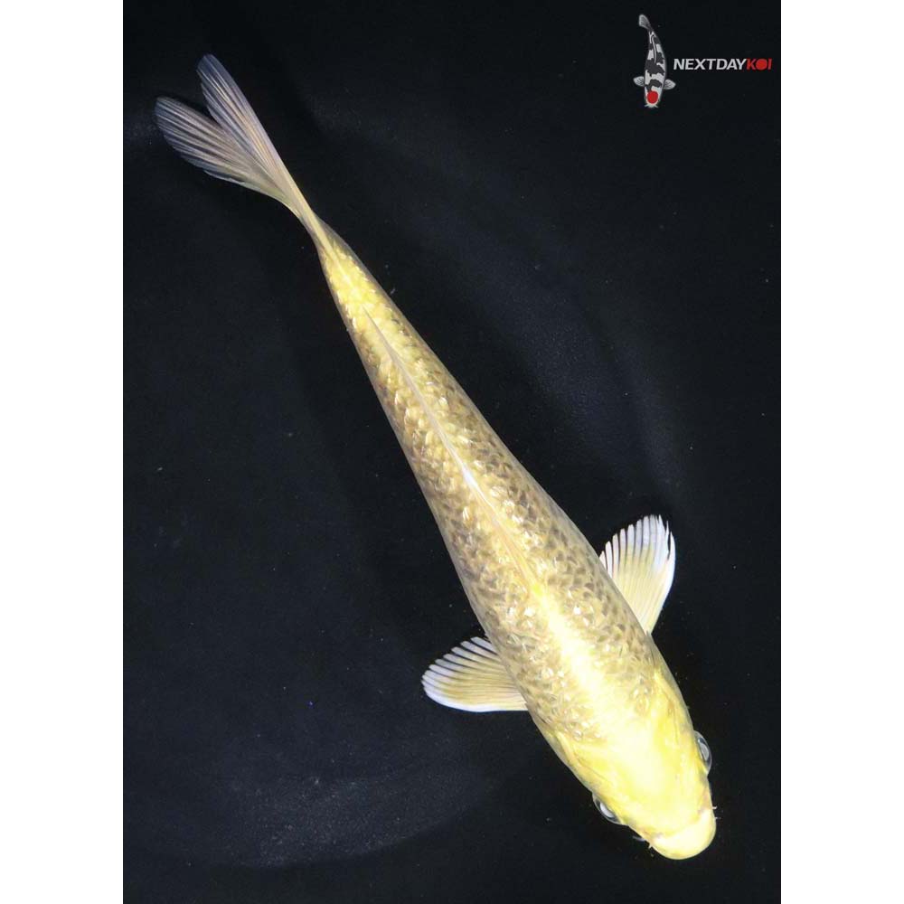 7” Imported Gin Rin Yamabuki Ogon