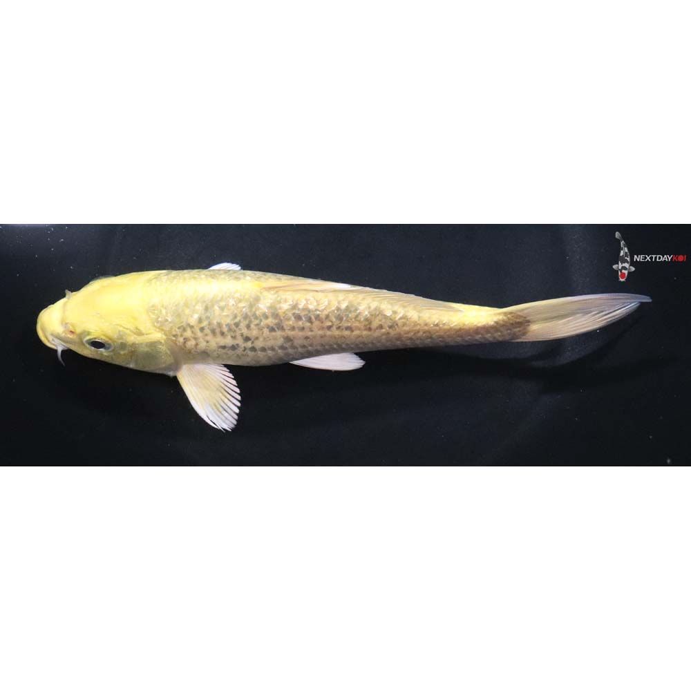7” Imported Gin Rin Yamabuki Ogon