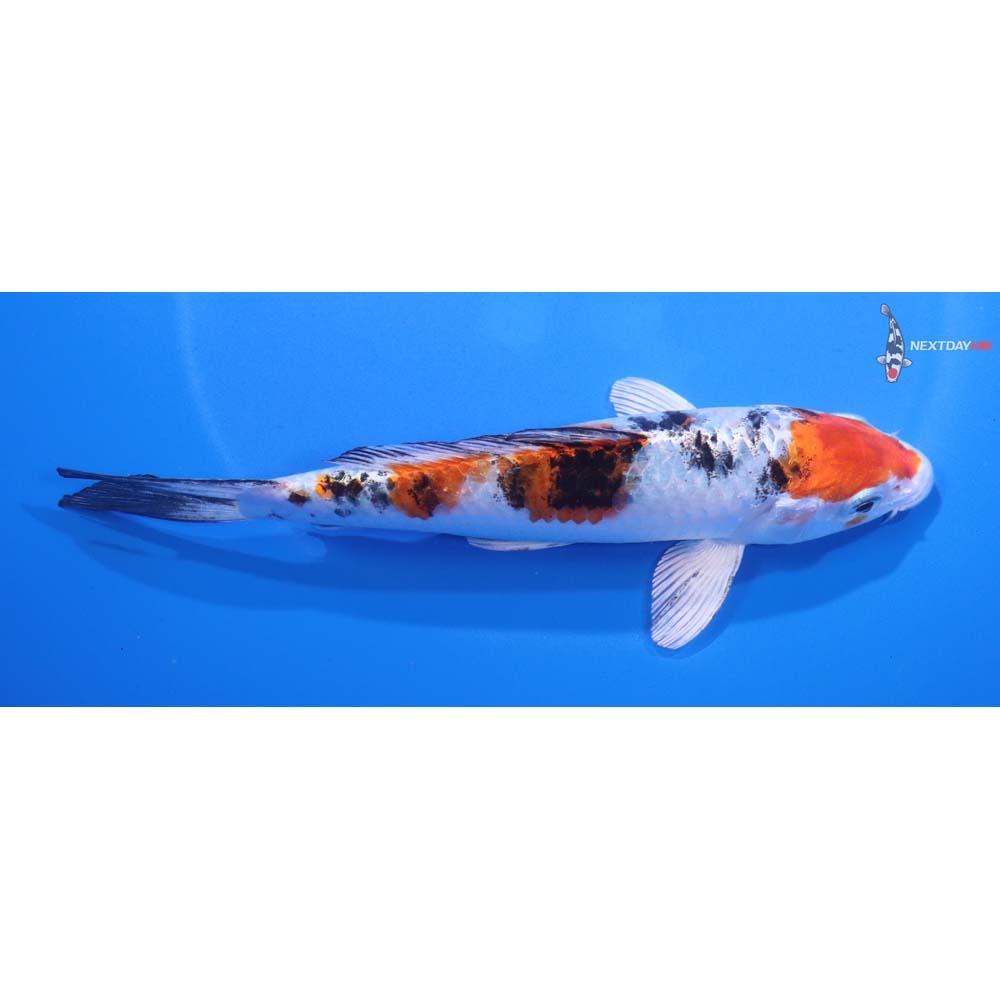 6” Imported Yamato Nishiki