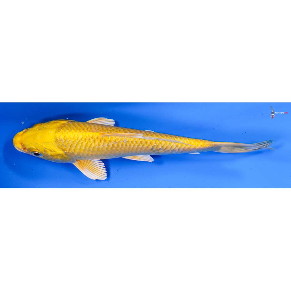 6” Imported Yamabuki Ogon