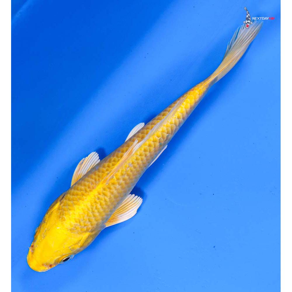 6” Imported Yamabuki Ogon