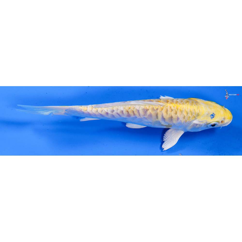 6” Imported Armor Scaled Lemon Hariwake
