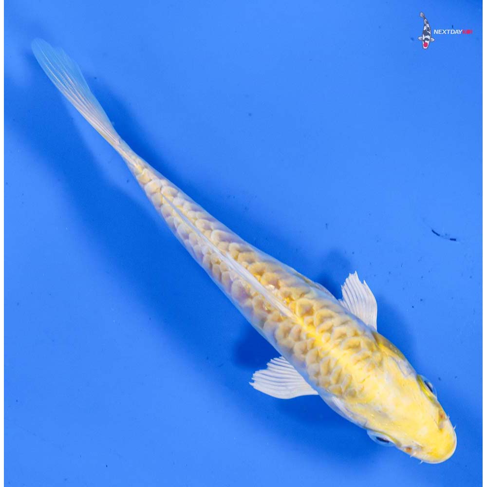 6” Imported Armor Scaled Lemon Hariwake