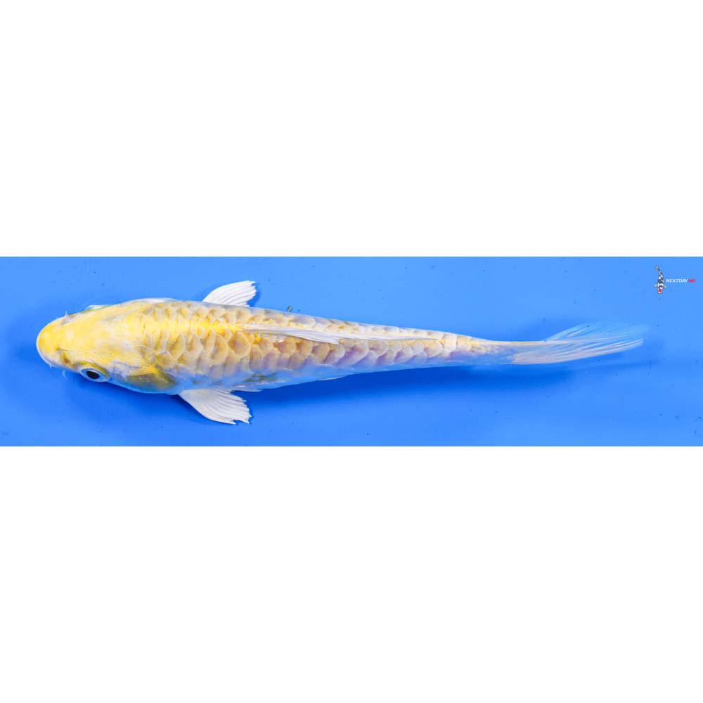 6” Imported Armor Scaled Lemon Hariwake