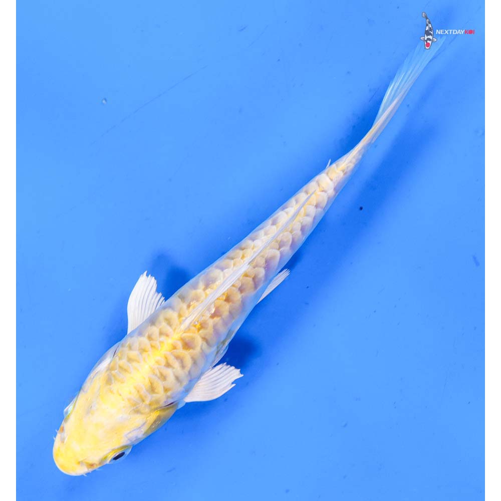 6” Imported Armor Scaled Lemon Hariwake